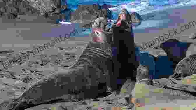 A Couple Swimming With Seals In The Ocean Romanced By A SEAL: A Hot SEALs Wedding