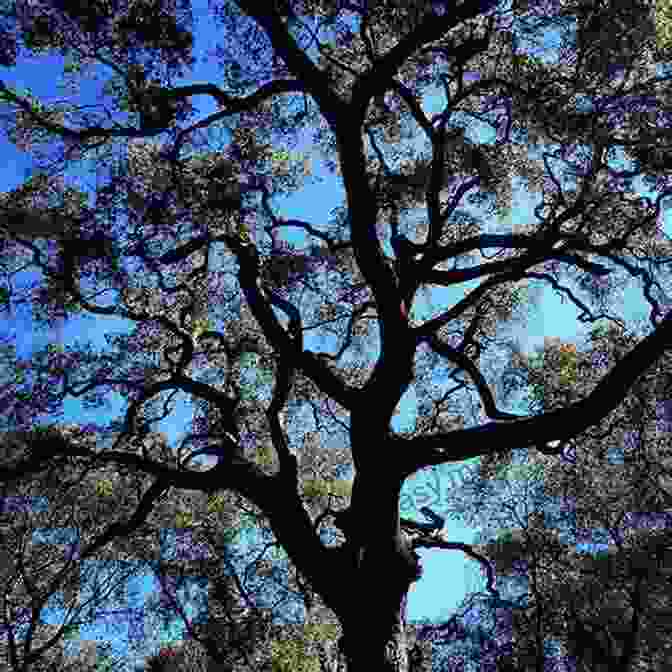 A Majestic Oak Tree With Gnarled Roots And Sprawling Branches To Walk Amongst The Trees: Collected Haiku