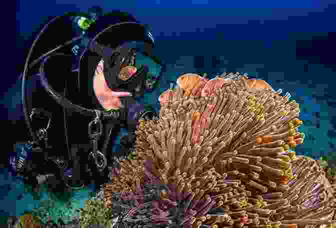 A Scuba Diver Exploring A Coral Reef Escape With A Hot SEAL: A Hot SEALs Wedding