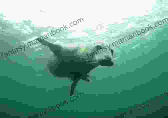 A Seal Strong Silver Seal Diving Underwater, Its Sharp Teeth Bared As It Pursues A School Of Fish. SEAL Strong (Silver SEALs 1)