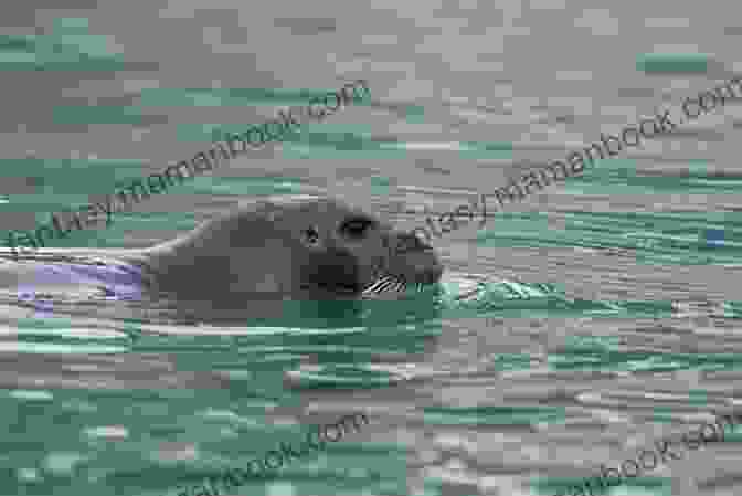 A Seal Strong Silver Seal Swimming Gracefully Through Arctic Waters, Its Silver Grey Coat Shimmering Under The Sun. SEAL Strong (Silver SEALs 1)