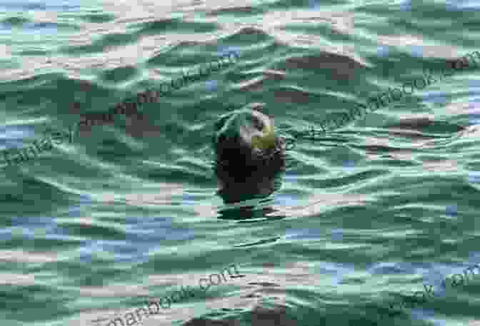 A Seal Strong Silver Seal Swimming In Polluted Waters, Highlighting The Conservation Challenges Faced By These Animals. SEAL Strong (Silver SEALs 1)