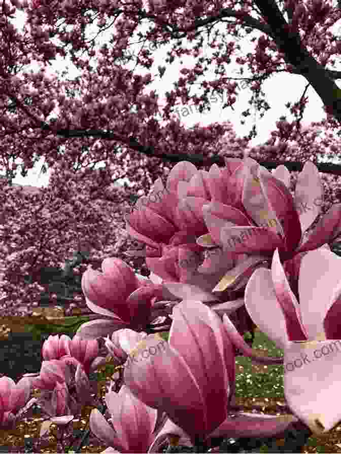 Cherry Blossoms And Magnolias In Full Bloom Months Of The Leaves: Memories Of Africa (My Memories In Verse 1)