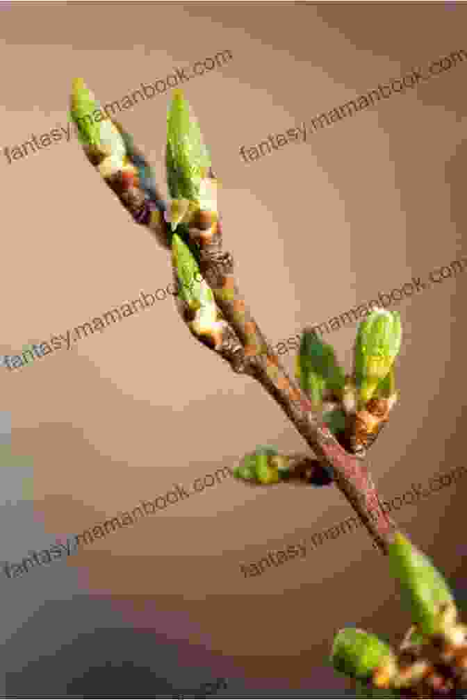 Close Up Of Buds On A Tree Branch Months Of The Leaves: Memories Of Africa (My Memories In Verse 1)