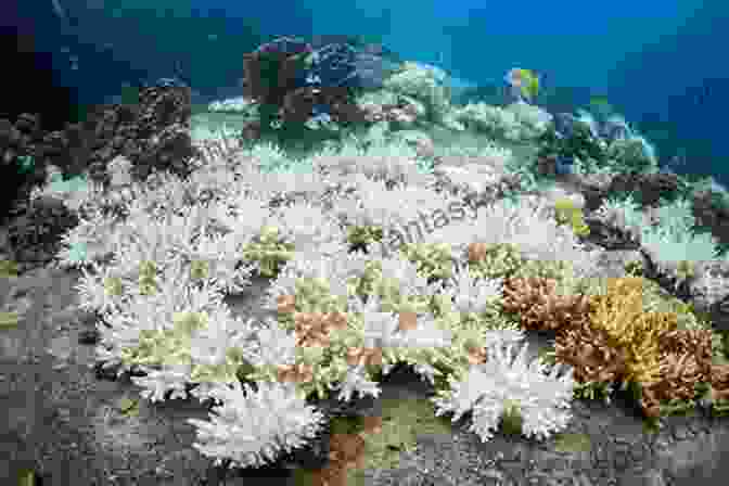 Coral Reefs Bleached And Degraded Due To Rising Ocean Temperatures This Is Not A Drill