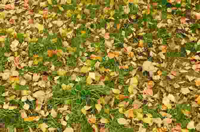 Golden Carpet Of Fallen Leaves In A Forest Months Of The Leaves: Memories Of Africa (My Memories In Verse 1)