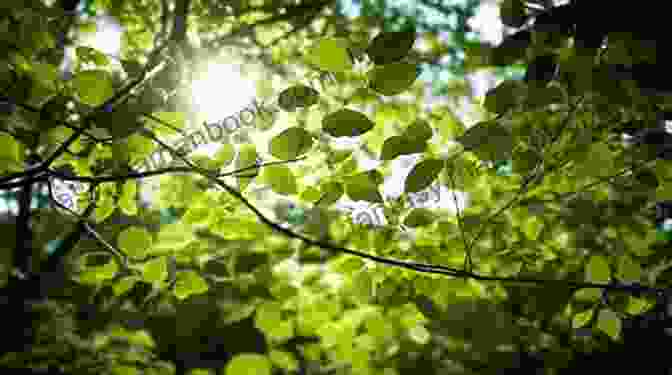 Sunlight Filtering Through Leaves Of A Tree Months Of The Leaves: Memories Of Africa (My Memories In Verse 1)